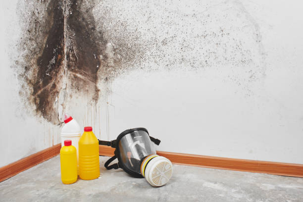 Best Black Mold Removal  in East Greenville, PA