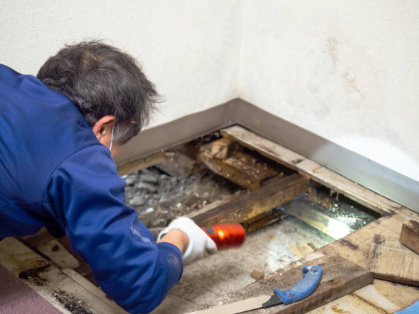 Best Certified Mold Removal  in East Greenville, PA