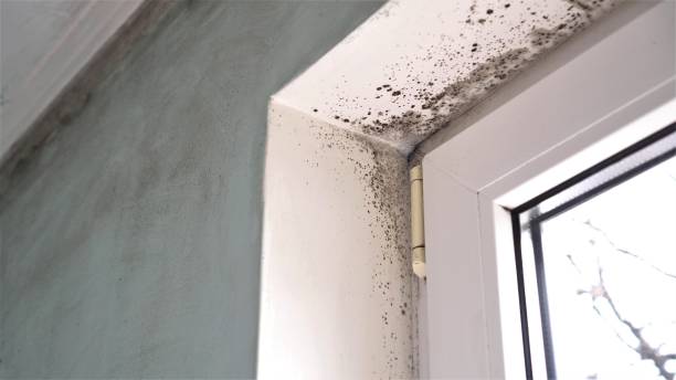 Mold Removal and Inspection in East Greenville, PA