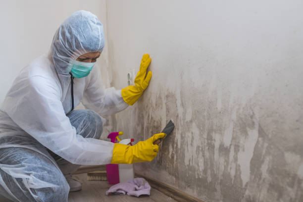 Best Crawl Space Mold Removal  in East Greenville, PA