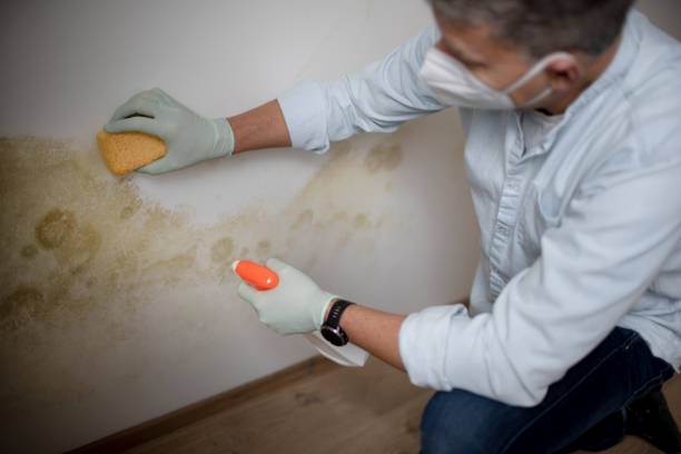 Best Mold Testing  in East Greenville, PA