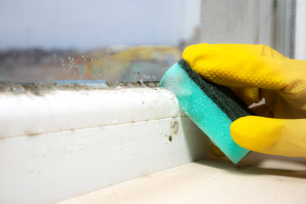 Best Professional Mold Removal  in East Greenville, PA