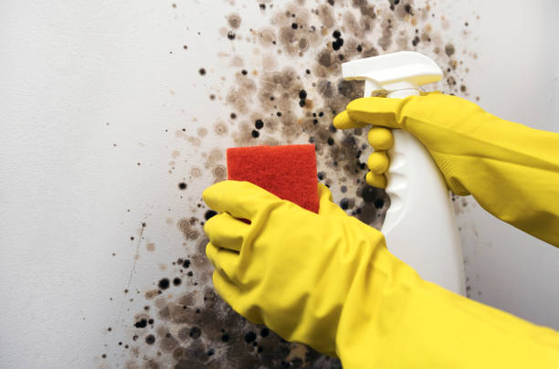 Best Mold Cleaning Services  in East Greenville, PA