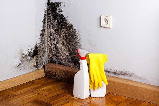 Best Affordable Mold Removal  in East Greenville, PA